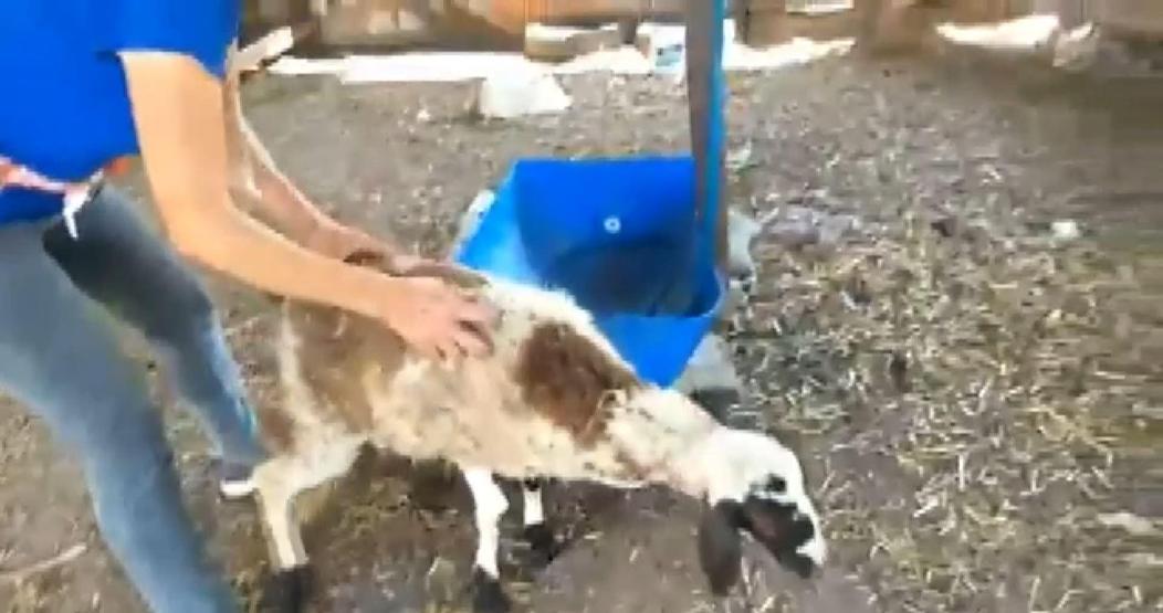 Bu defa kurt değil Yetiştiricilerin korkulu rüyası oldu