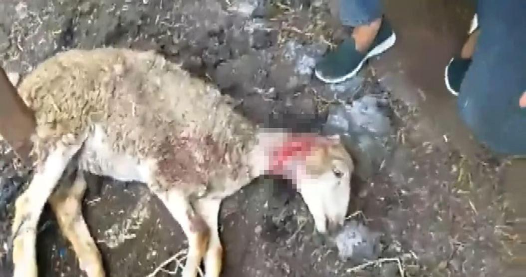 Bu defa kurt değil Yetiştiricilerin korkulu rüyası oldu