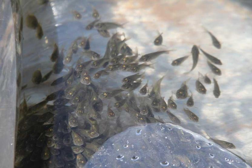 19 ilde 19 milyon yavru sazan sulara bırakıldı