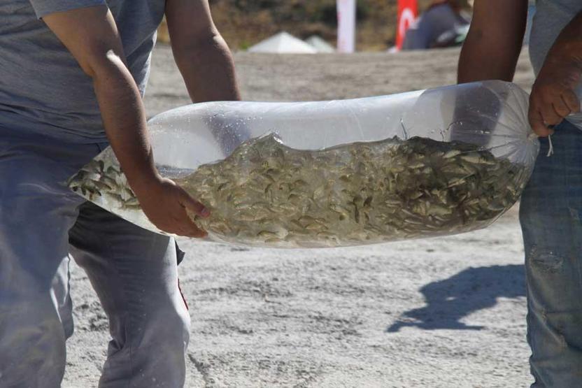 19 ilde 19 milyon yavru sazan sulara bırakıldı