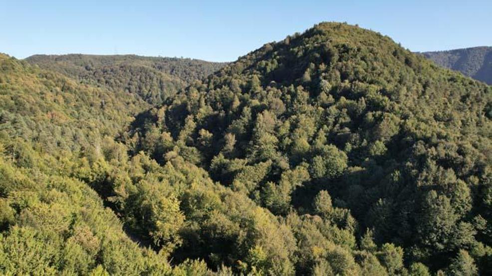 Zonguldak ormanlarında sonbaharda tabloluk görüntüler