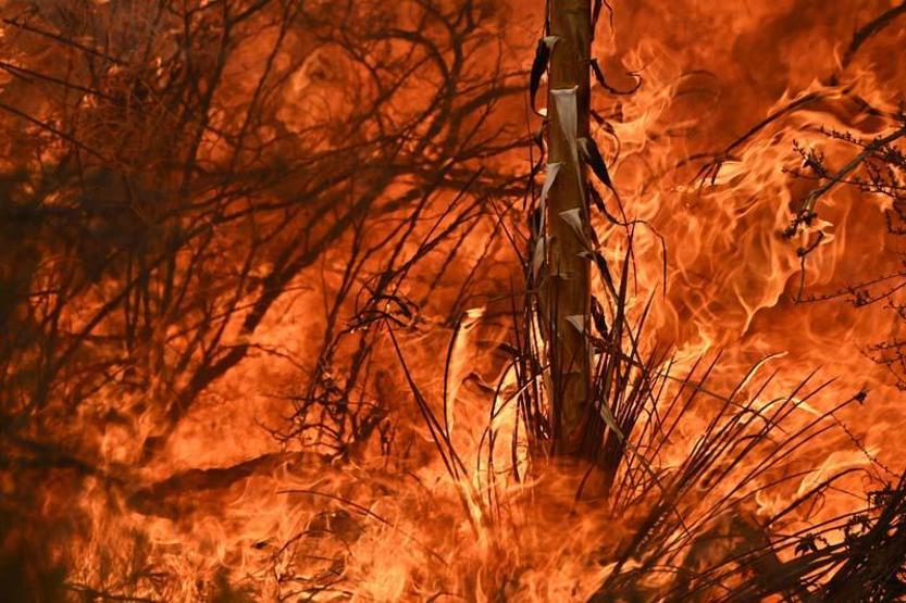 Californiada orman yangını: 11 binden fazla kişi tahliye edildi