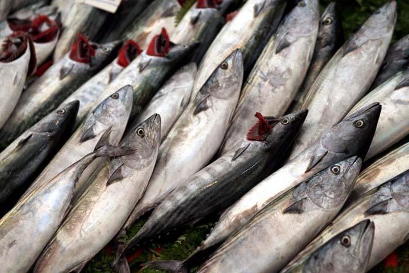 Balık seçerken bu detaya dikkat Uzman isim uyardı: Palamut balığı diye ağır metal tüketmeyin