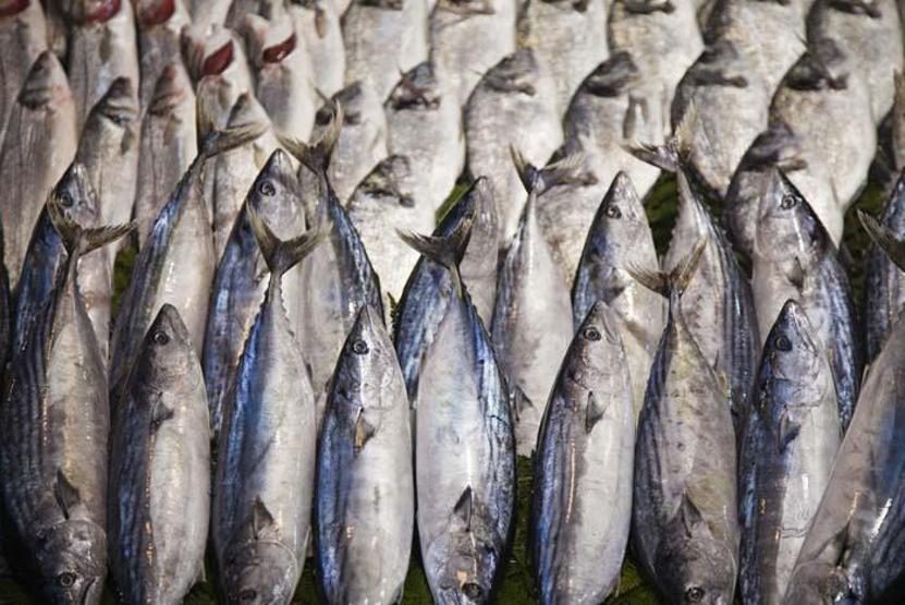 Balık seçerken bu detaya dikkat Uzman isim uyardı: Palamut balığı diye ağır metal tüketmeyin