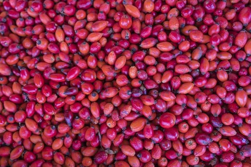 Doğal C vitamini kaynağı Kanser, grip, öksürük iyi gelmediği şey yok Kış aylarının vazgeçilmezi kuşburnu, zorlu arazilerde toplanmaya başlandı