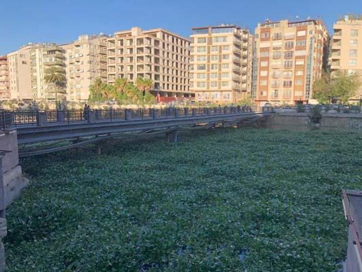 Su sümbülleri Asi Nehrini istila etti