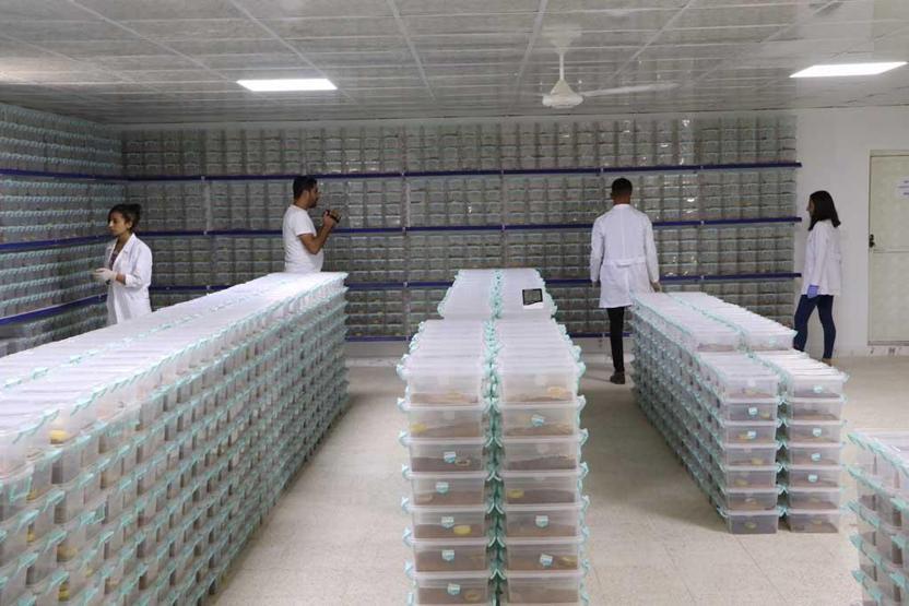 Dünyanın en tehlikeli ama en çok kazandıran işi Litresi 10 milyon dolar