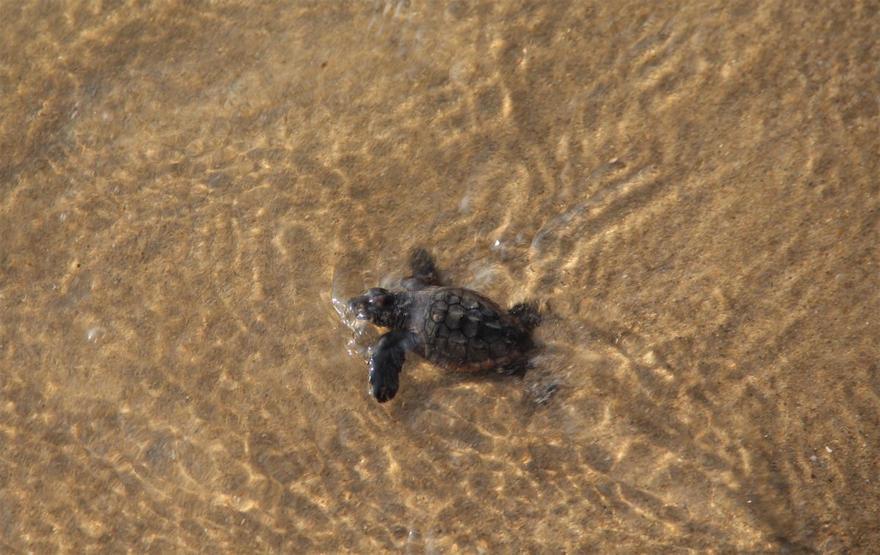 67 caretta caretta yavrusu denizle buluşturuldu