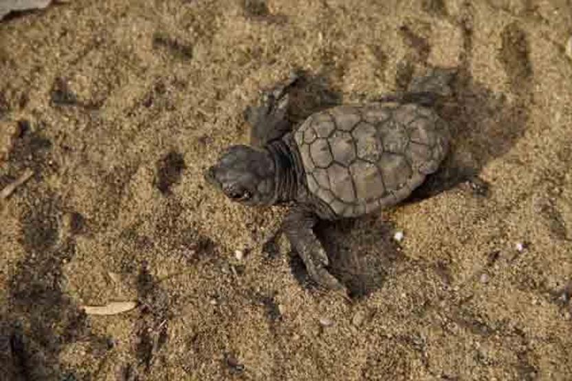 67 caretta caretta yavrusu denizle buluşturuldu