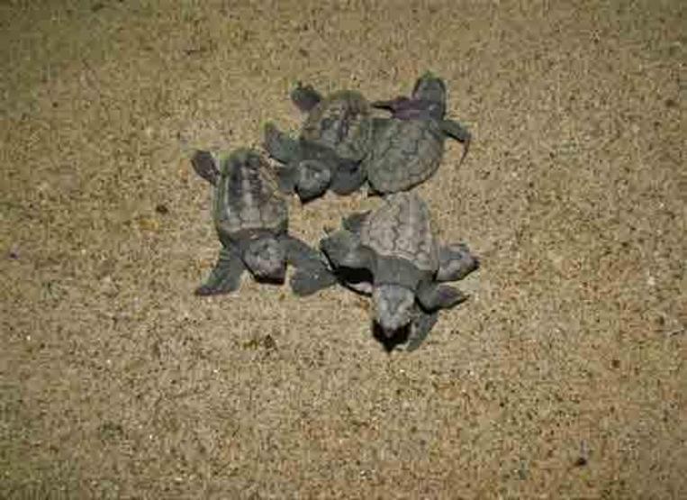 67 caretta caretta yavrusu denizle buluşturuldu