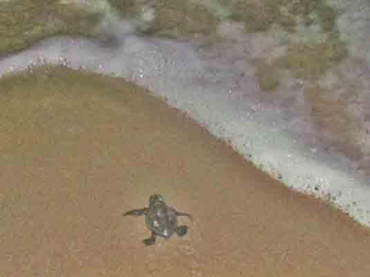 67 caretta caretta yavrusu denizle buluşturuldu