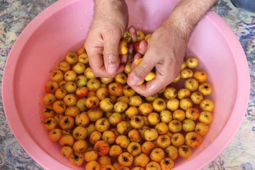 Sivasta doğada kendiliğinden yetişen vitamin deposu Sirkesi kalp krizi riskini azaltıyor