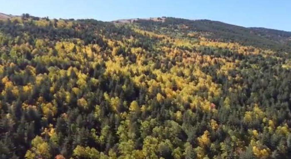 Sarıkamış ormanlarındaki renk cümbüşü havadan görüntülendi