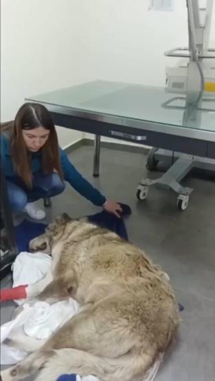 Kapının önünde yatan köpeği ezdi O anlar kamerada