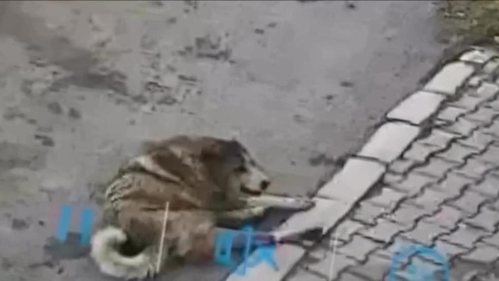 Kapının önünde yatan köpeği ezdi O anlar kamerada
