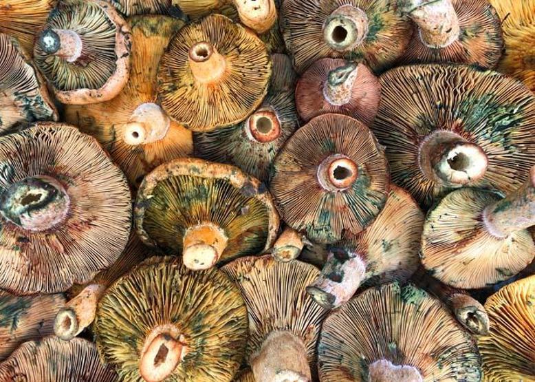 Mantardan zehirlenmeler arttı Zehirlenmeye neden olan mantar türleri neler İşte mantar zehirlenmelerinin belirtileri