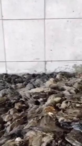 O iddialar Ankarayı karıştırdı: Kurtlanan işkembeler piyasaya mı sürülüyor