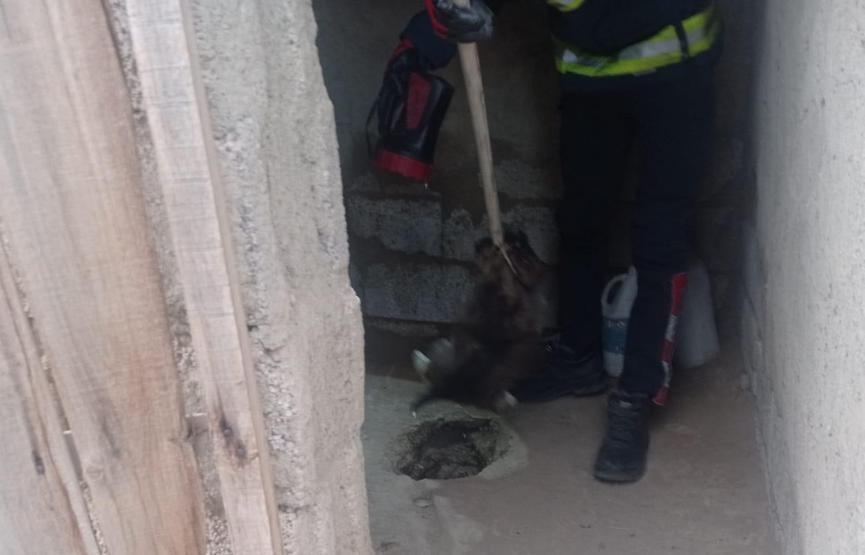 Foseptik kuyusuna düşen 6 yavru köpeği itfaiye kurtardı
