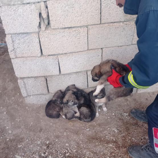 Foseptik kuyusuna düşen 6 yavru köpeği itfaiye kurtardı