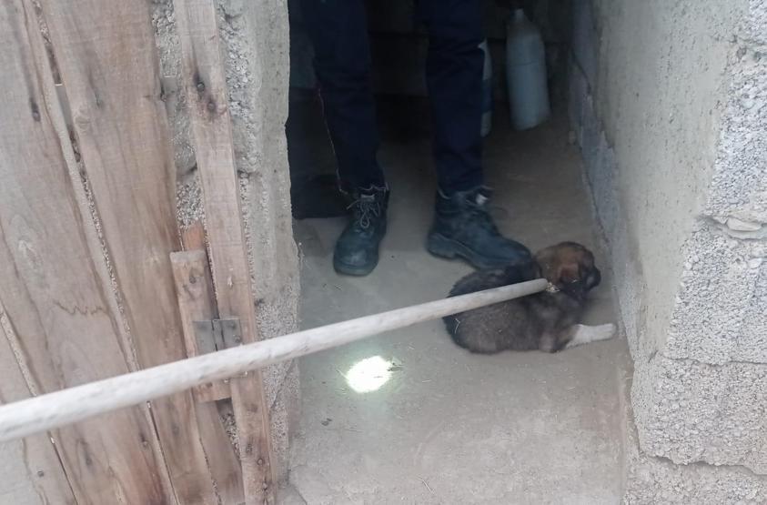 Foseptik kuyusuna düşen 6 yavru köpeği itfaiye kurtardı