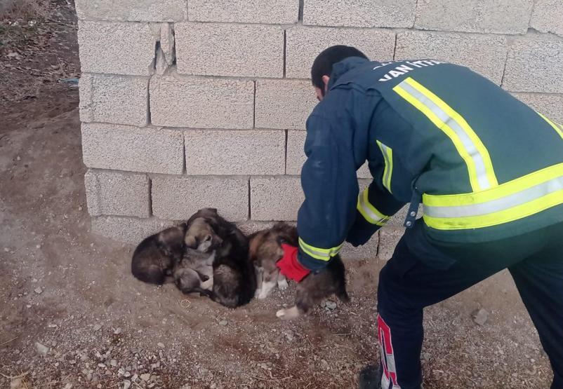Foseptik kuyusuna düşen 6 yavru köpeği itfaiye kurtardı