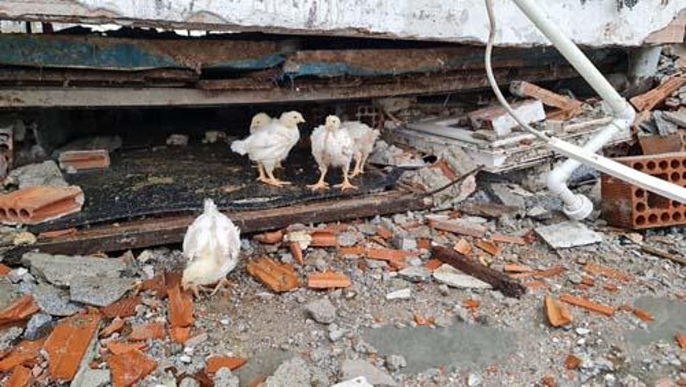 Düzcede depremin yaraları sarılıyor