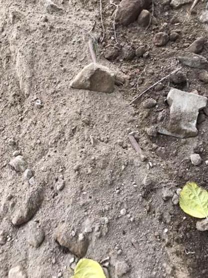 İnşaat kazısında insan kafatası ve kemikleri bulundu