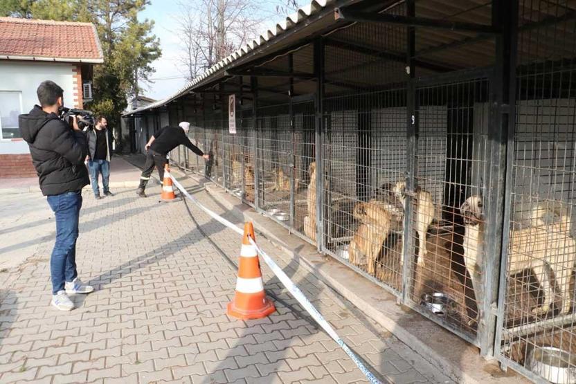 Yasaklı ırk köpeklerin öldürüldüğü iddia edilmişti: O barınak hayvanseverlere açıldı