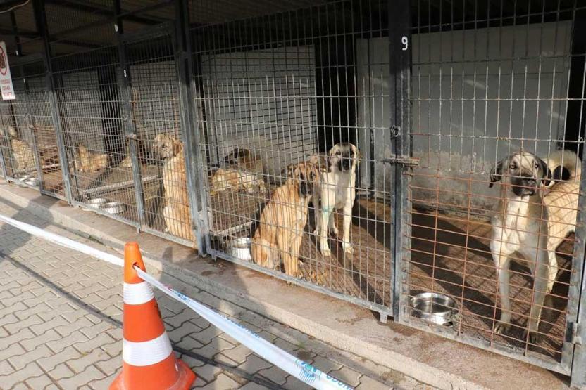 Eskişehirde hayvan barınağında skandal görüntüler: Belediye iddiaları doğruladı