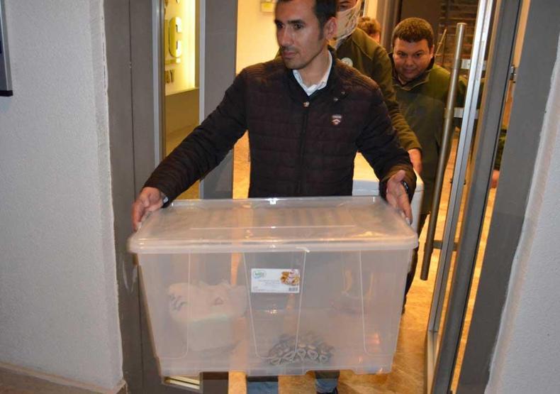 Aksarayda 1 kraliyet pitonu ile 10 sakallı ejder ele geçirildi
