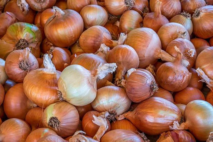 Soğanı yıllarca yanlış tüketmişiz Bütün vitaminleri kayboluyor