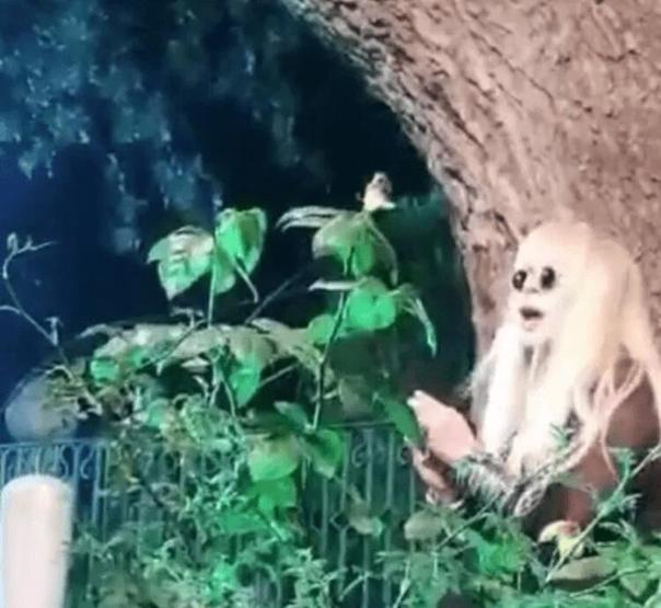 Zerrin Özer mezarlıkta şarkı söyledi