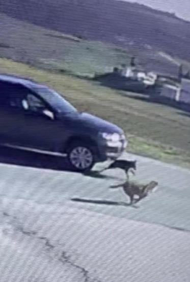 Tuzla’da vicdansız sürücü köpeği ezip kaçtı