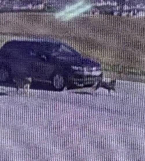 Tuzla’da vicdansız sürücü köpeği ezip kaçtı
