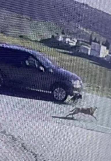 Tuzla’da vicdansız sürücü köpeği ezip kaçtı