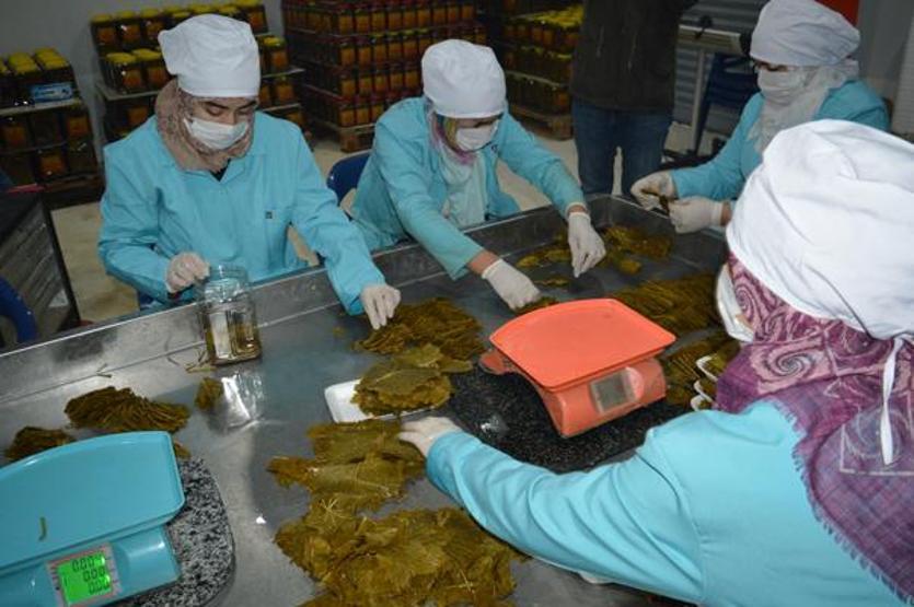 Asma yaprağı köylü kadınların kazanç kapısı oldu