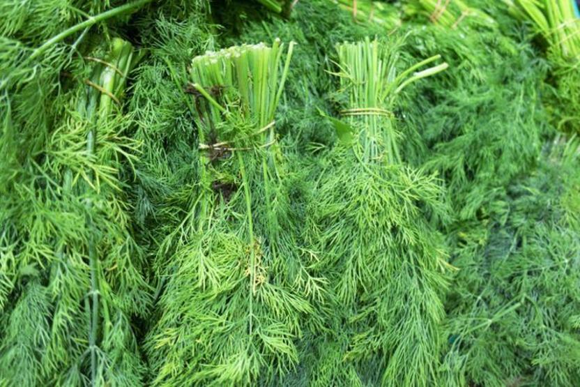 Metabolizmayı hızlandırarak yağ yakımına yardımcı besinler