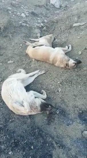Elazığ’da köpek katliamı 10 köpek zehirlendi