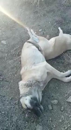 Elazığ’da köpek katliamı 10 köpek zehirlendi