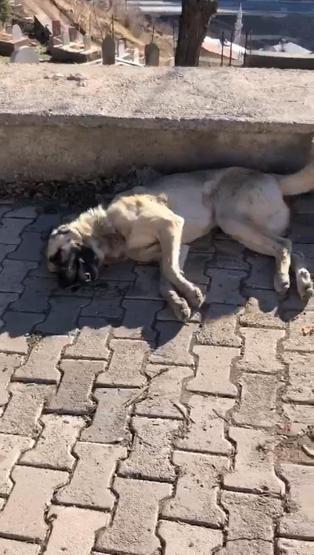 Elazığ’da köpek katliamı 10 köpek zehirlendi