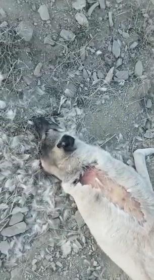 Elazığ’da köpek katliamı 10 köpek zehirlendi