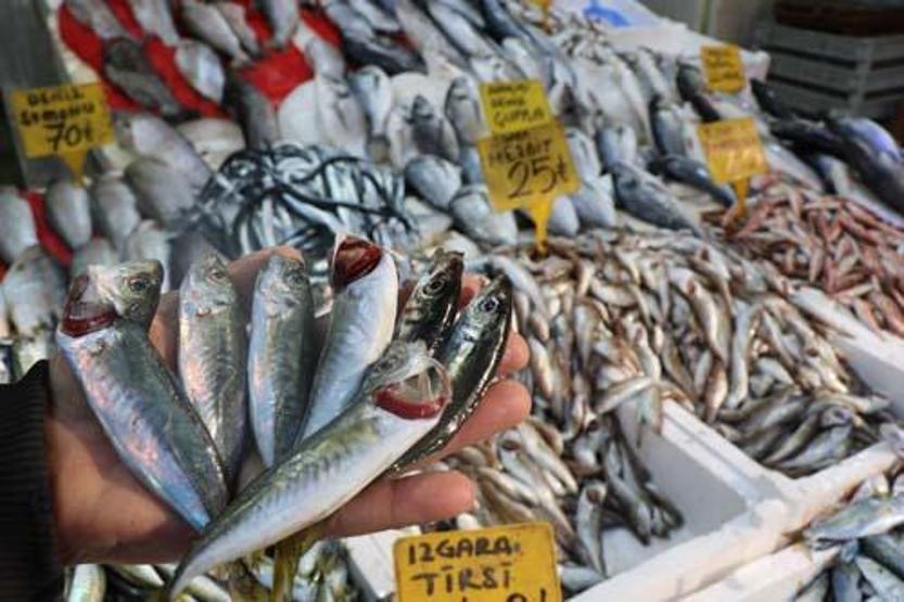 Balık tezgahı fiyatlarında son durum