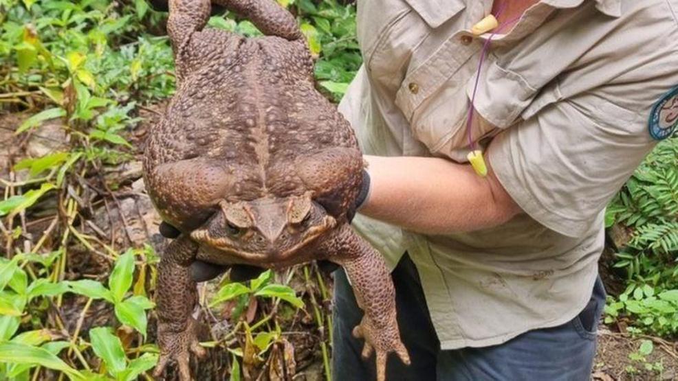 Dünyanın en büyük kara kurbağası bulundu: Dev Toadzilla zehir saçarak önüne geleni yiyor