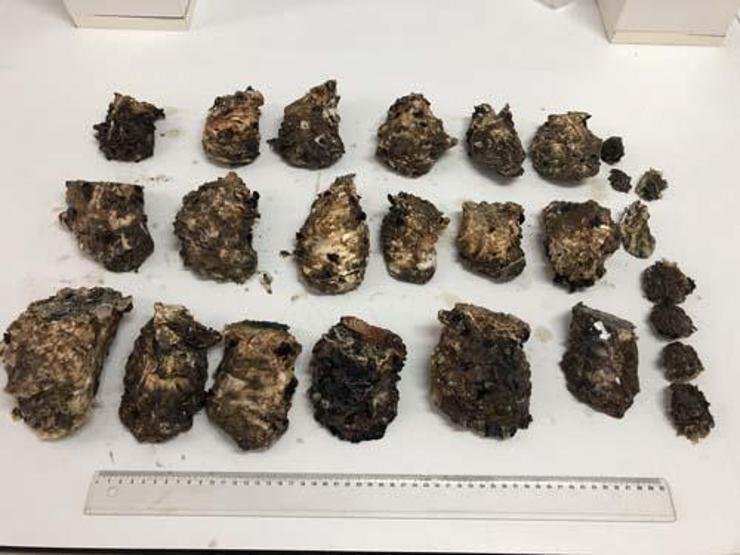 Karadenizde Pasifik istiridyesi istilası