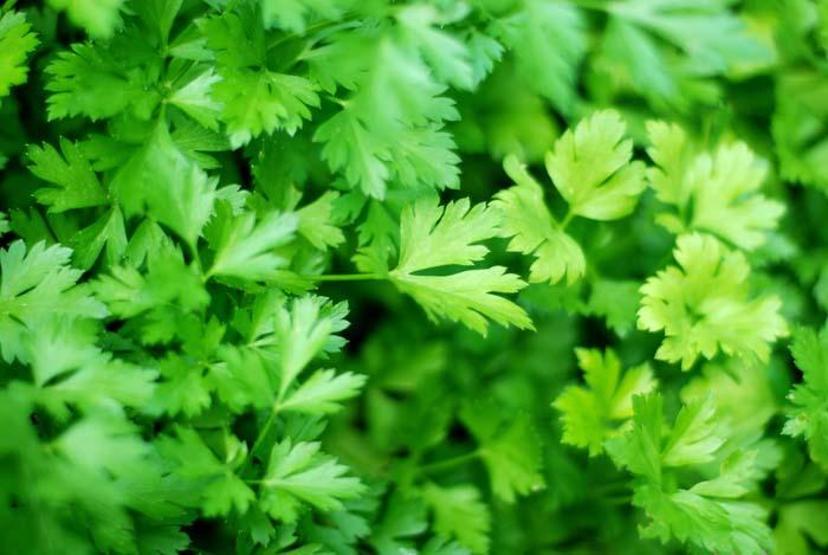 Hepsi vitamin deposu Sofranızdan eksik etmeyin