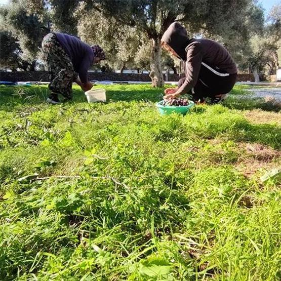 Hayalindeki arsayı bulunca her şeyi sattı 1 yıl geçinmek için 6 ay çalışıyoruz
