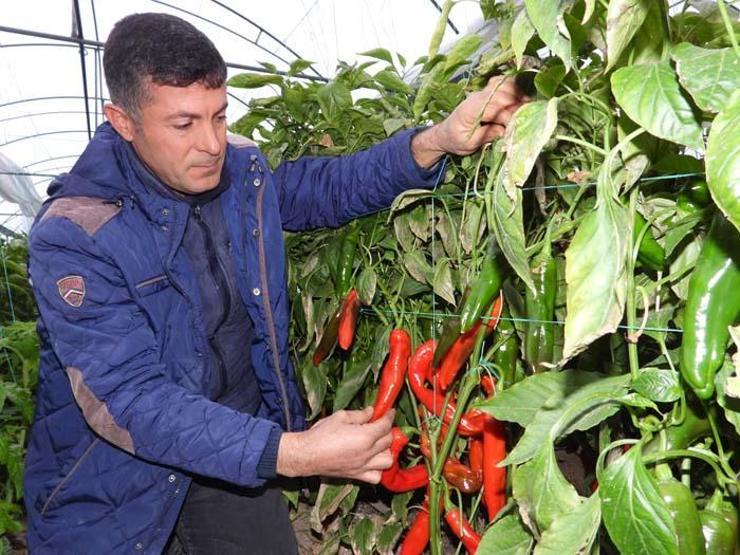 Azı şifa fazlası zarar: Samandağ biberinin faydaları saymakla bitmiyor