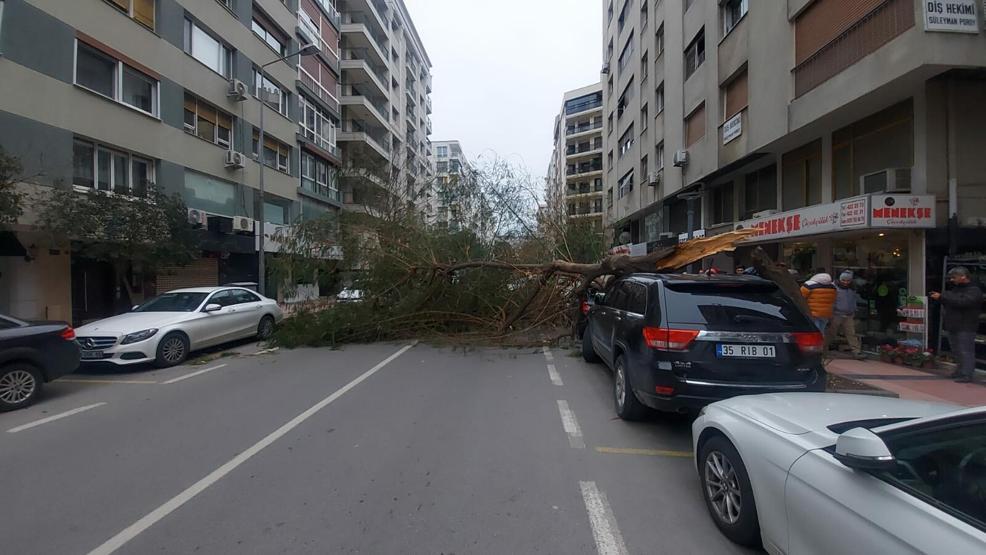 İzmirde kuvvetli rüzgar: Park halindeki araçların üzerine ağaç devrildi