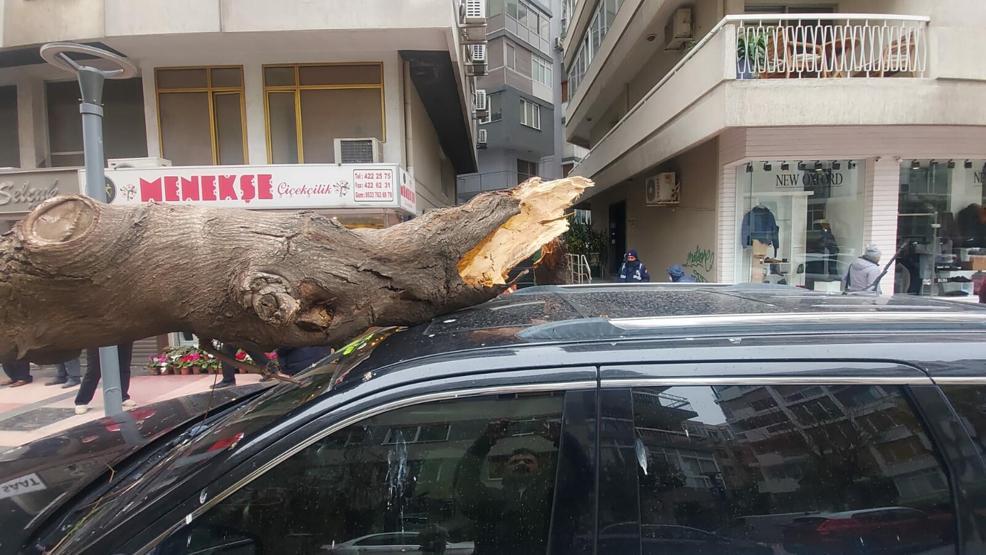 İzmirde kuvvetli rüzgar: Park halindeki araçların üzerine ağaç devrildi