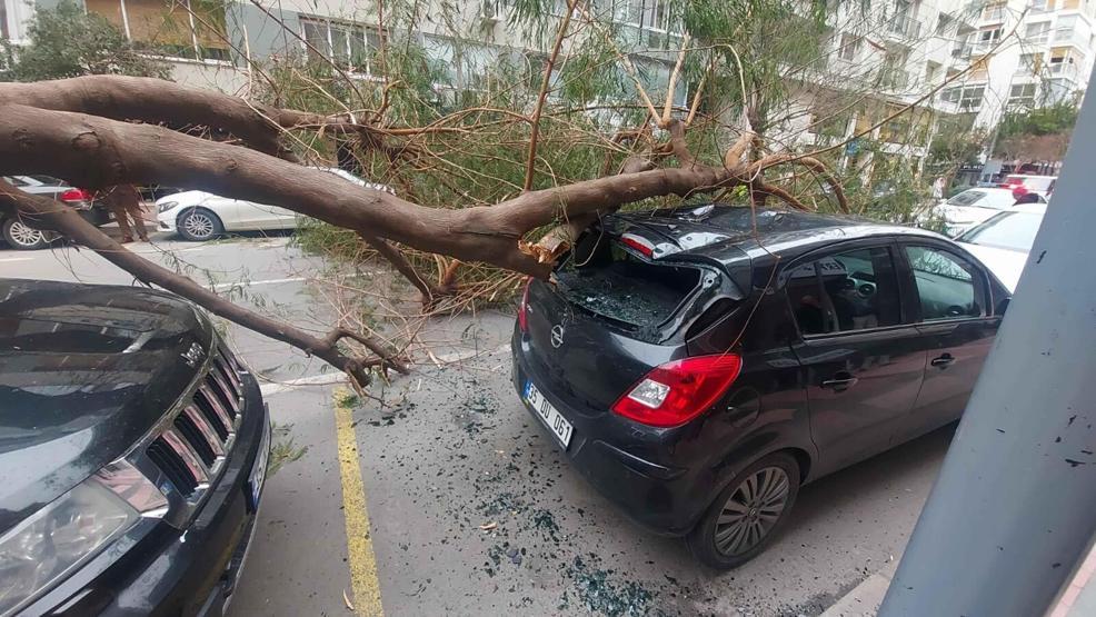 İzmirde kuvvetli rüzgar: Park halindeki araçların üzerine ağaç devrildi